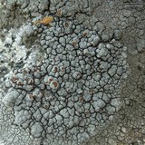 Lecanora cenisia image