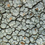 Lecanora cenisia image