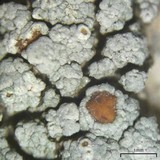 Lecanora cenisia image