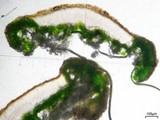 Lecanora cenisia image