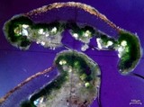 Lecanora cenisia image