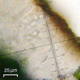 Lecanora cenisia image