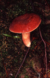 Xanthoconium purpureum image