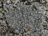 Lecanora campestris image