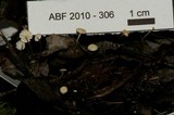 Marasmius epiphyllus image