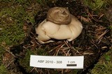 Geastrum triplex image