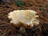 Amanita amerimuscaria image