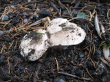 Leucoagaricus barssii image