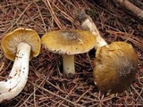 Tricholoma subsejunctum image