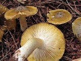 Tricholoma subsejunctum image