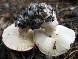 Leucoagaricus barssii image