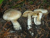 Cortinarius niveoglobosus image