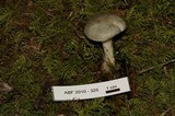 Clitocybe odora image