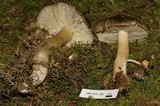 Tricholoma saponaceum image