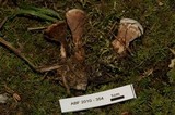 Hydnellum peckii image