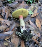 Boletus chrysenteron image