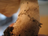 Leucoagaricus barssii image