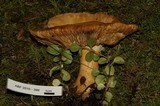 Tricholoma sulphurescens image