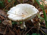 Amanita amerimuscaria image