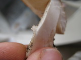 Leucoagaricus barssii image