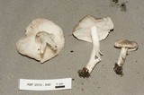 Tricholoma terreum image