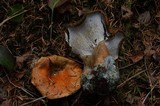 Hypomyces lateritius image