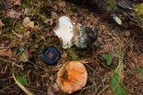 Hypomyces lateritius image