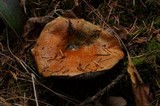Hypomyces lateritius image