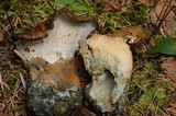 Hypomyces lateritius image