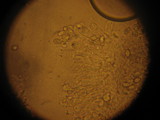 Leucoagaricus barssii image