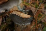 Hypomyces lateritius image