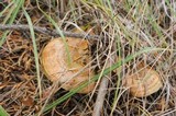 Hypomyces lateritius image