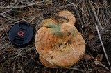 Hypomyces lateritius image