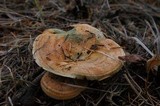 Hypomyces lateritius image
