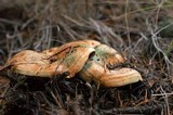 Hypomyces lateritius image