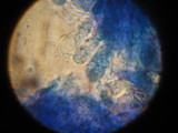 Leucoagaricus barssii image