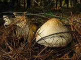 Amanita amerimuscaria image