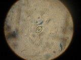 Leucoagaricus barssii image