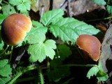 Macrocystidia cucumis image