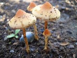 Hypholoma tuberosum image