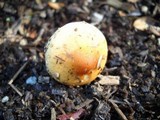 Hypholoma tuberosum image