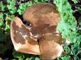 Paxillus involutus image
