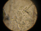 Leucoagaricus barssii image