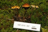 Xeromphalina cauticinalis image