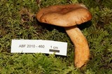 Lactarius luculentus image
