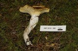 Hygrophorus siccipes image
