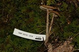 Gymnopus peronatus image