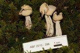 Helvella crispa image