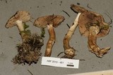 Hebeloma crustuliniforme image