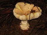 Amanita persicina image